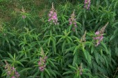 Rosebay Willow Herb (Fireweed) - Lus na tine
